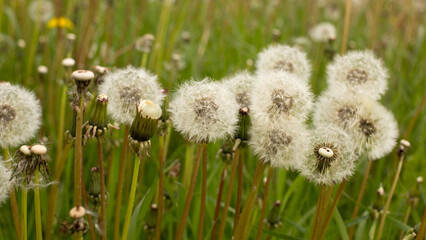 Dandelion field for the revival of the human body