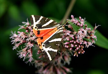 butterfly in the flower