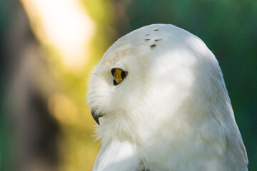 Profil portrait of a snowy owl
