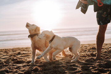 Perro algo mas mayor y cachorro de golden retriver jugando en la playa al atardecer © MiguelAngelJunquera