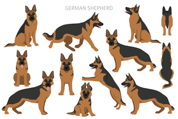 Fototapeta premium German shepherd dog in different poses and coat colors clipart