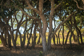 Fototapeta premium Treeline at Fort Ord National Monument