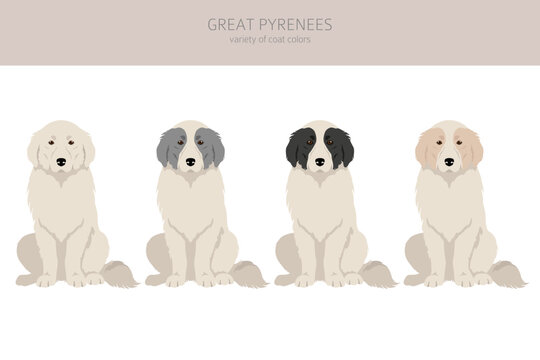 Great Pyrenees clipart. Different poses, coat colors set