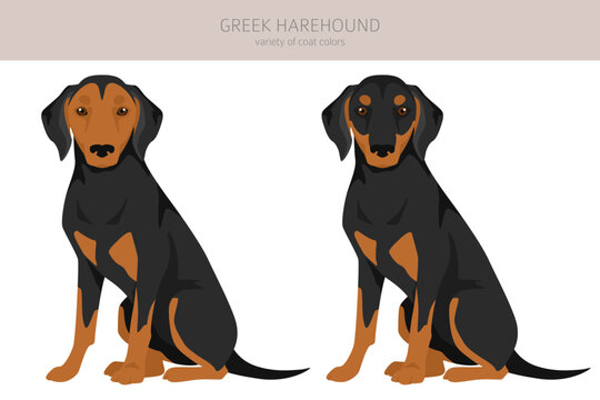 Greek Harehound clipart. Different coat colors set
