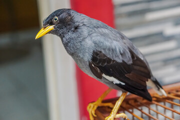 Javan Myna bird or Jalak Kebo (Acridotheres javanicus) perched on wooden cage