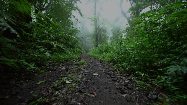 Bright juicy exotic tropical greens in the jungle forest equatorial climate. Background with unusual plants