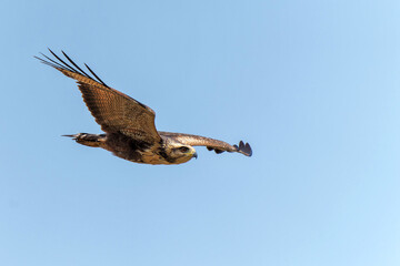 Fototapeta na wymiar Savanna Hawk (Buteogallus meridionalis) flying over the Pantanal Wetlands in Brazil