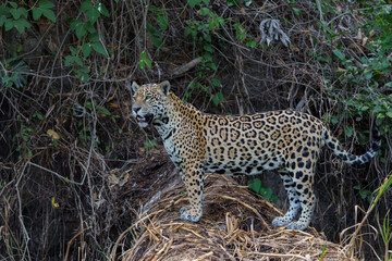 Fototapeta na wymiar Jaguar (Panthera onca) hunting in the Northern Pantanal in Mata Grosso in Brazil