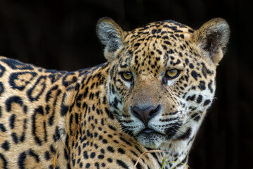 Fototapeta na wymiar Jaguar portrait. Jaguar (Panthera onca) resting in the Northern Pantanal in Mata Grosso in Brazil