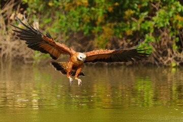 Black Collared Hawk (busarellus nigricollis) taking a fish out of the water in the Pantanal Wetlands in Brazil