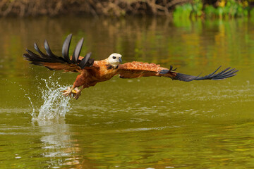 Black Collared Hawk (busarellus nigricollis) taking a fish out of the water in the Pantanal Wetlands in Brazil