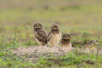 Burrowing owl (Athene cunicularia). Small chicks standing on the burrow in a field in the North Pantanal in Brazil 