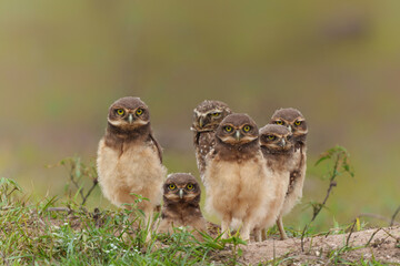 Burrowing owl (Athene cunicularia). One of the parents and the small chicks standing on the burrow in a field in the North Pantanal in Brazil 