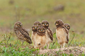 Burrowing owl (Athene cunicularia). One of the parents and the small chicks standing on the burrow in a field in the North Pantanal in Brazil 