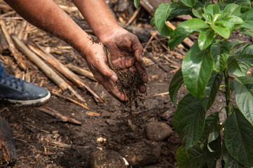 Man taking care of his plant. Male hands composting with fertilizers. Farmer's hands Concept caring for the planet