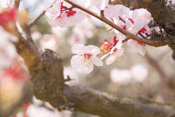 Close-up of plum blossoms
Colorful flowers