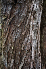 texture of a tree