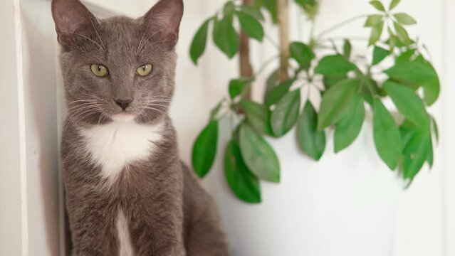 Pet and houseplant. Grey striped domestic cat sitting near the house plants. Image for veterinary clinics, sites about cats, for cat food. Kitten and home flower in a pot. Animals and home flowers