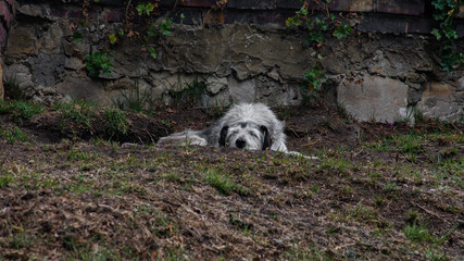 dog sleeping in the forest