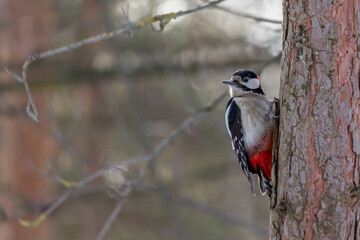Woodpecker