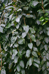 Obraz premium leaves background