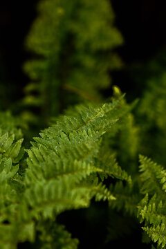 Vertical selective focus shot of green ferns on black background