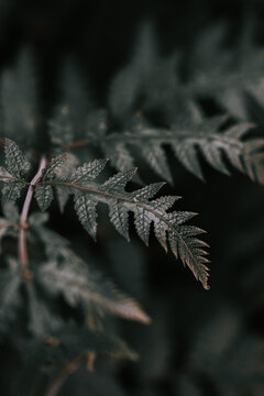 Selective focus shot of green ferns on black background