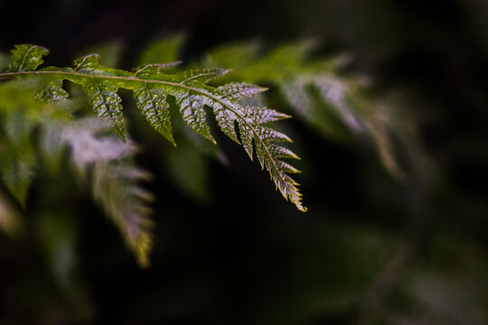 Selective focus shot of green ferns on black background