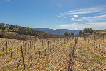 Fototapeta na wymiar champ de vignes dans la campagne autour du village de Rasteau (Vauluse, France)
