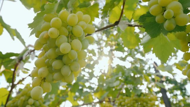 The grapes of green grapes ripen on the vine