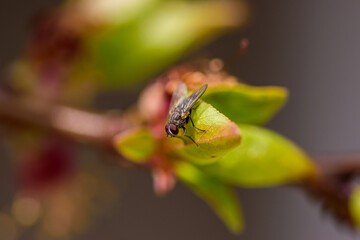 Close-up shot of a fly on a plant bud