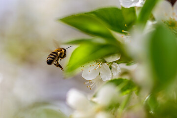 Close-up shot of a bee flying next to a sour cherry blossom