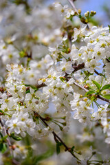 Vertical close-up shot of white sour cherry blossom in the daytime