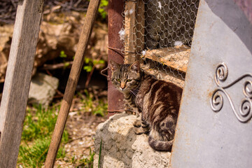 Close-up shot of a brown street cat sitting on a stone next to the  hen