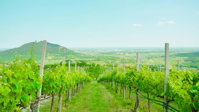 Green grape plants on the Venetian hills