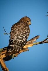 Vertical shot of a beautiful falcon perched on branch against blue sky