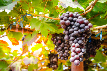 Close-up of bunches of fresh red grapes from many trees. Organic vineyard concept. Modern agriculture. organic food