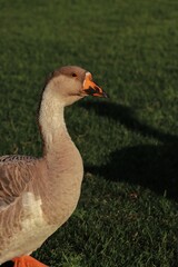 goose on the grass