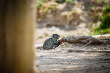 Ardilla en el parque