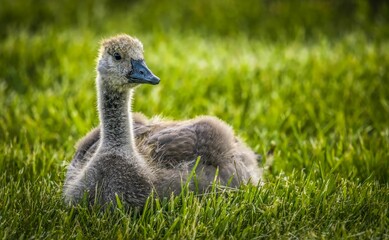 Closeup of a cute grey baby duckling sitting on the grass in nature