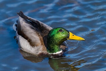 Closeup of a cute green-headed mallard duck swimming in a pond on a sunny day