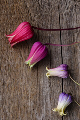 Closeup of the flowers of several native leather flower clematis species, including (from top) Clematis texensis, Clematis glaucophylla, Clematis viorna, and Clematis addisonii