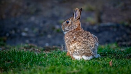 Fototapeta premium Closeup shot of a cute rabbit on the grass