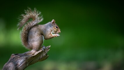 Naklejka na ściany i meble Closeup shot of an adorable and cute squirrel on the tree