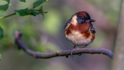 Bay-breasted Warbler perched on a tree branch