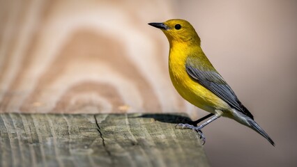 Closeup of a Prothonotary Warbler (Protonotaria citrea) bird during the spring migration