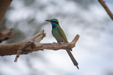 kingfisher on branch