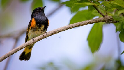 Closeup of an American redstart bird on a tree branch during Spring migration at Magee Marsh area