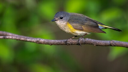 Closeup of an American redstart bird on a tree branch during spring migration at Magee Marsh area