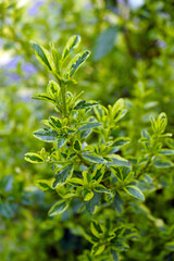 Closeup of the variegated foliage (leaves) of 'Pershore Zanzibar' (or simply 'Zanzibar') California lilac (Ceanothus 'Pershore Zanzibar' or Ceanothus thyrsiflorus 'Pershore Zanzibar')